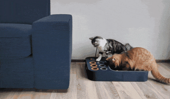 Cheerble 2合1 智能貓咪互動迷宮