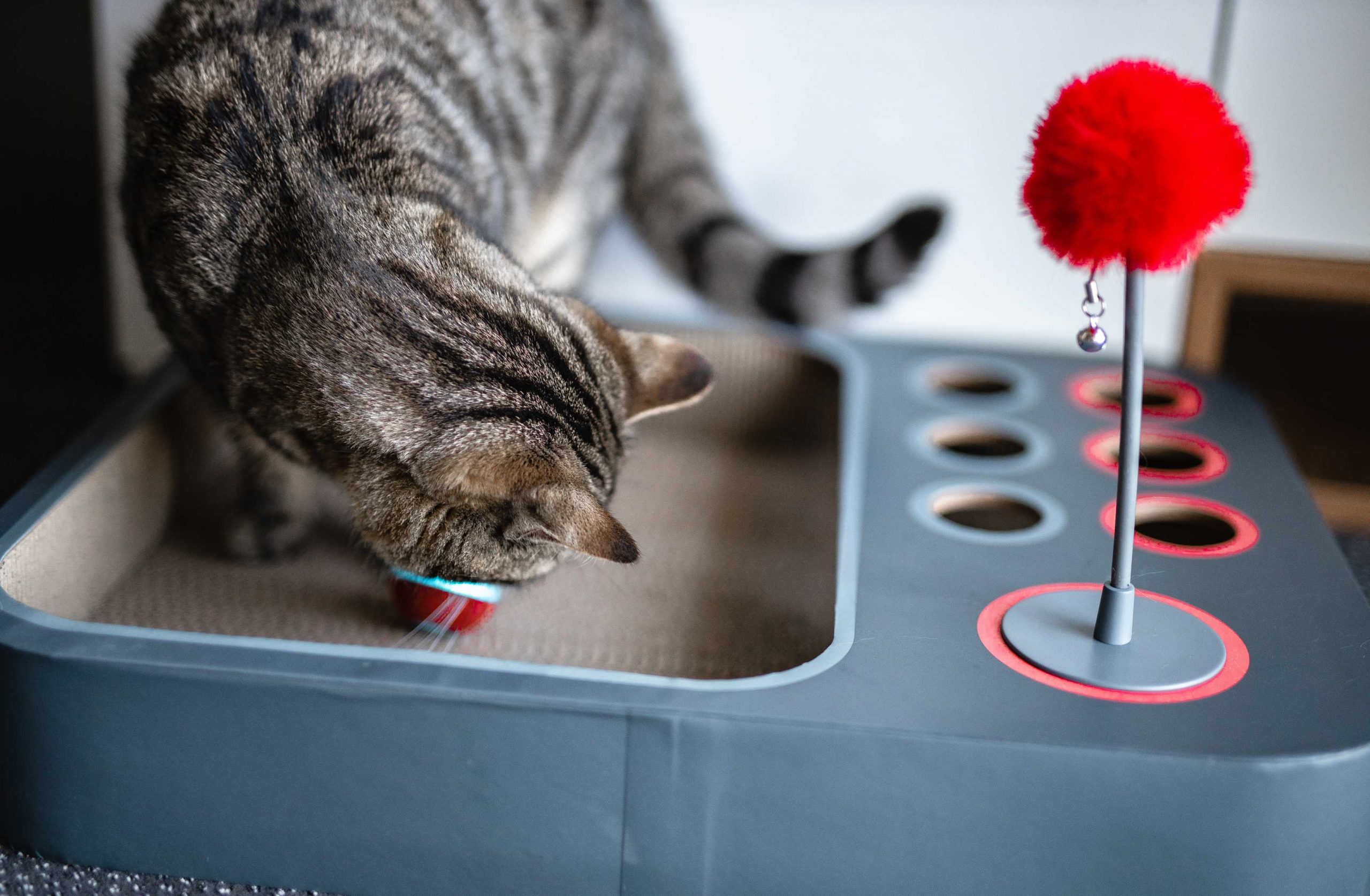 Cheerble 2合1 智能貓咪互動迷宮