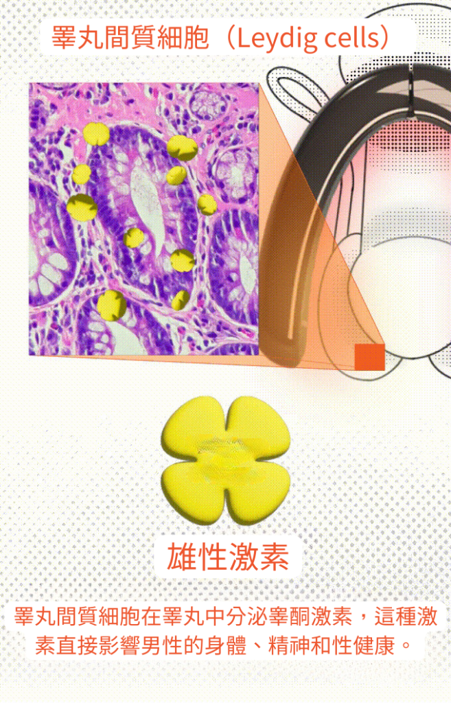 KAISAR 雙紅光男性激活儀 (1月15日寄出) SearchingC