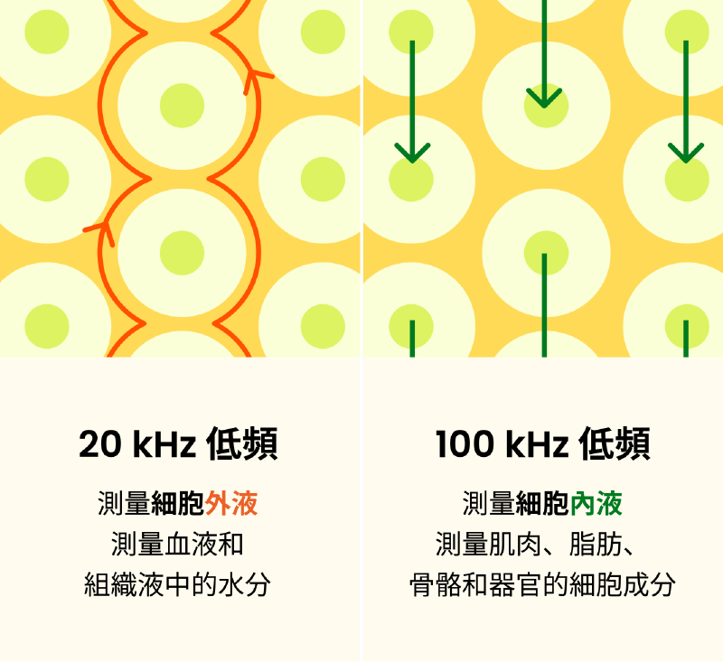 透過高低雙頻電流測量出人體的細胞內液與外液,再依照身高與體重得出身體各項數據