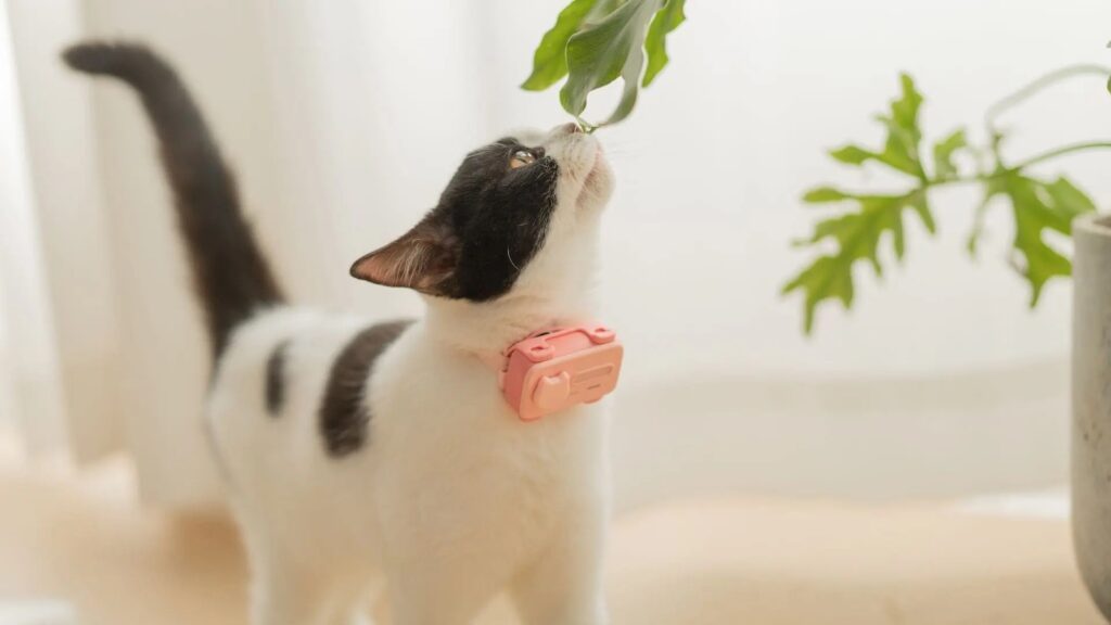 GlocalMe PetPhone 寵物溝通裝置