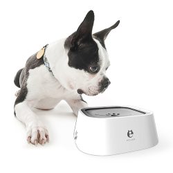 Pet Water Bowl